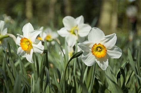 White daffodils stock photo. Image of blooming, green - 29589916