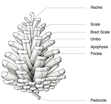 My Life with Functional Neurological Disorder: Pinecone Project