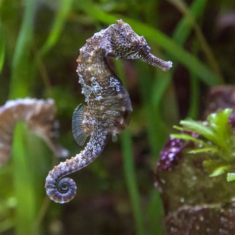 Northern Lined Seahorse