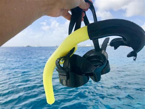 Best Snorkeling in Barbados: Beaches, Tours, and Tips - Next Stop Barbados