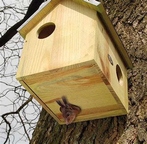 Fun Squirrel Feeders | Corn or Peanut Feeder | Squirrel House - The ...