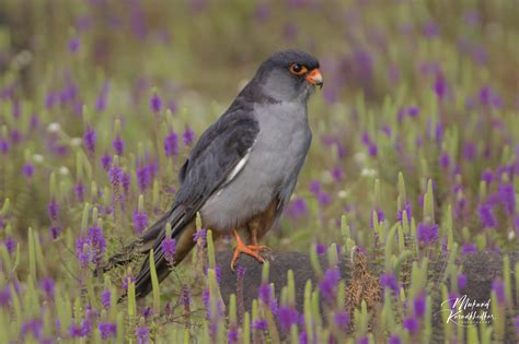 Bird Photograpgy : Amur Falcon – Awesomeplaces