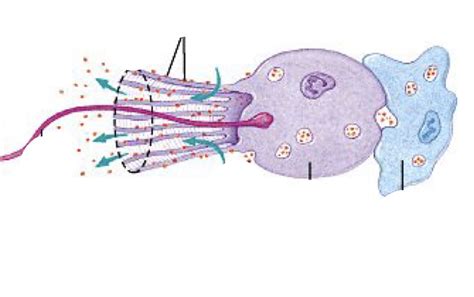 BSC 1011C: (Unit 4/L11) Choanocytes LABELLED Diagram | Quizlet