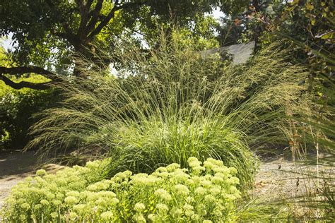 Molinia Skyracer h | Ornamental grasses, Grasses garden, Perennials