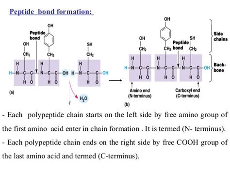 Amino acids and protein