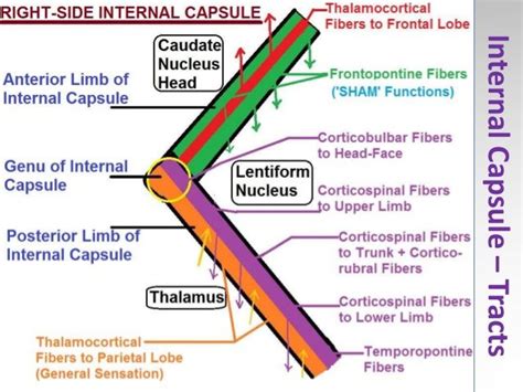 Related image | Internal capsule, Human anatomy and physiology, Anatomy and physiology