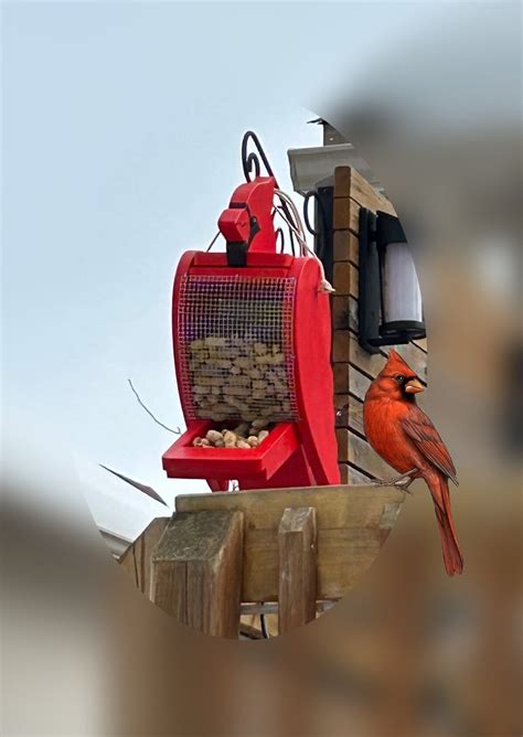 Red Cardinal Bird Feeder - Etsy