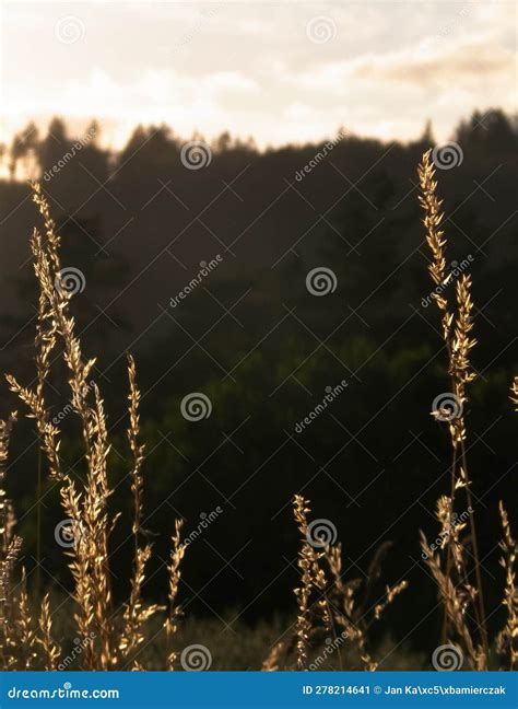 Grass on Sunset Sky Background Stock Image - Image of storm, poland: 278214641