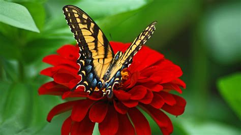 🔥 Download Butterfly On Red Flower 4k Ultra HD Wallpaper Background ...