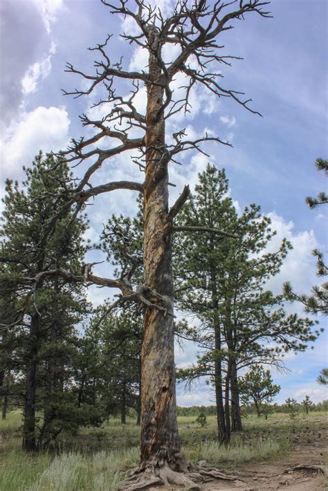 Florissant Fossil Beds National Monument - Extra Black Olives