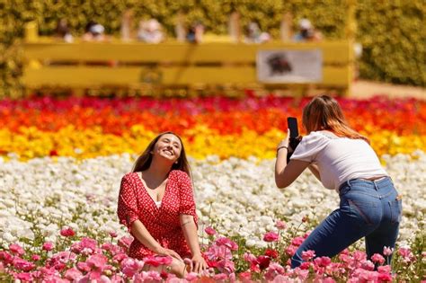 California’s Carlsbad Flower Fields welcome visitors with full blooms – Metro US