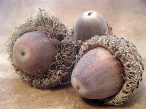 8 Medium Bur Oak Acorns with Caps