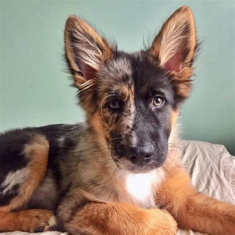 German/Australian Shepherd Mix #Music #IndieArtist #Chicago | Cute dogs, Puppies, Beautiful dogs