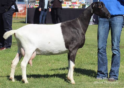 LaMancha – Dairy Goat Society of Australia Ltd