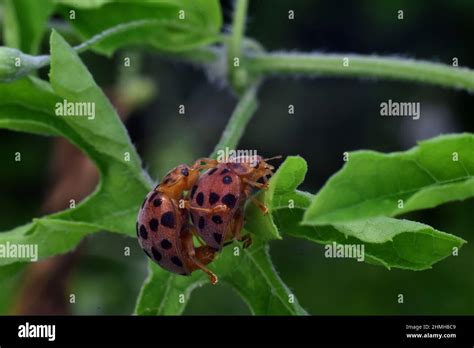 Ladybugs mating on green leaves Stock Photo - Alamy