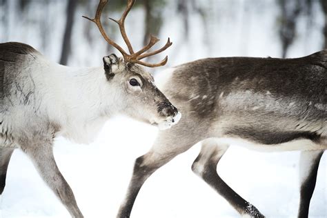 Finland has been named the best country to visit for wildlife travel ...