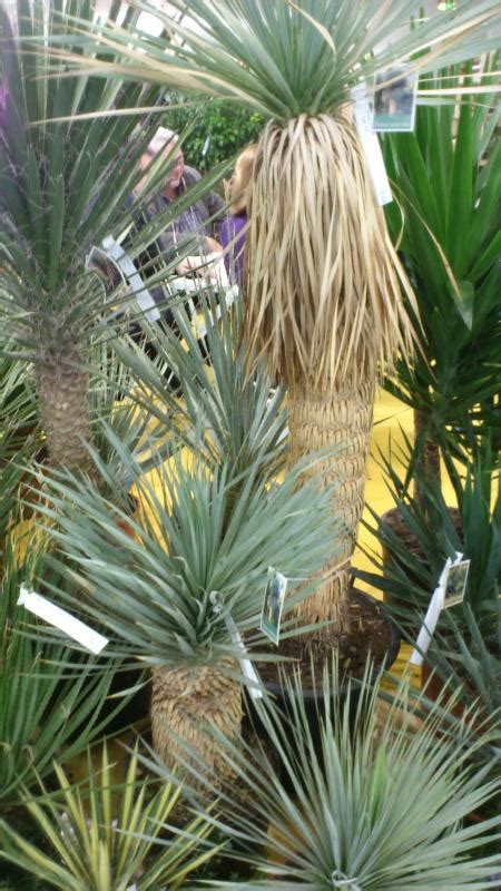 Yucca rostrata Seeds