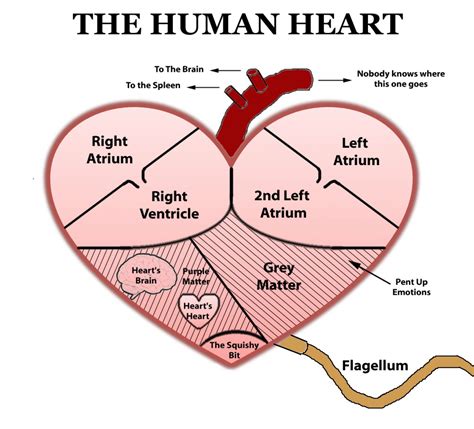 Free Human Heart Sketch Diagram, Download Free Human Heart Sketch Diagram png images, Free ...