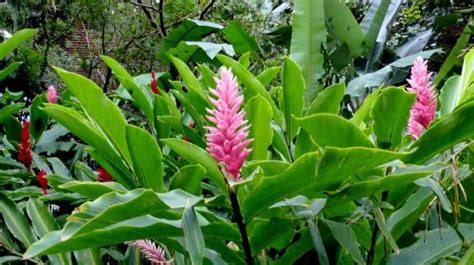 Medellin Colombia Botanical Gardens