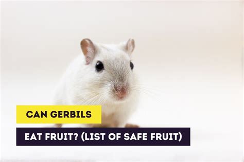 Can Gerbils Eat Fruit? (List of Safe Fruit and Tips)