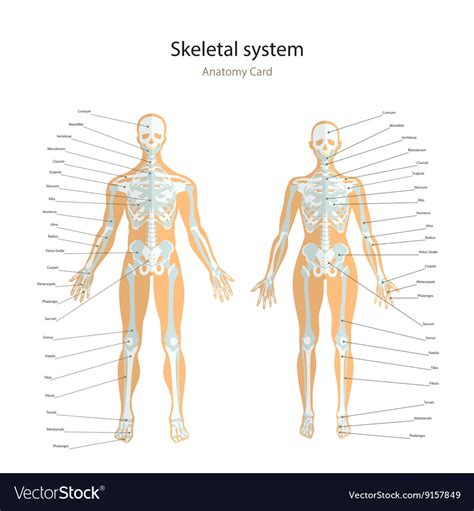 Female Vs Male Skeleton