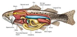 Brown trout anatomy | Brown trout, Trout fishing, Trout fishing tips