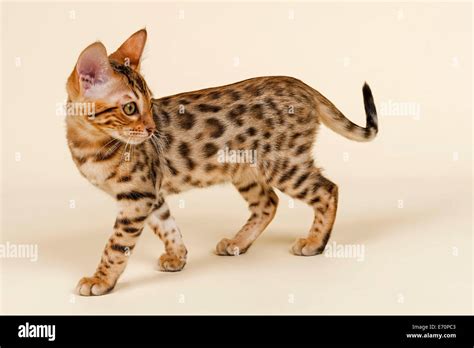 Bengal cat, kitten, coat colour brown rosetted, 16 weeks Stock Photo ...