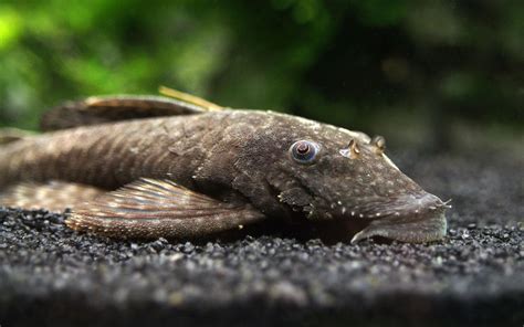 Bristlenose Pleco (Ancistrus cf. cirrhosus) - Aquatic Arts on sale today for $ 7.99