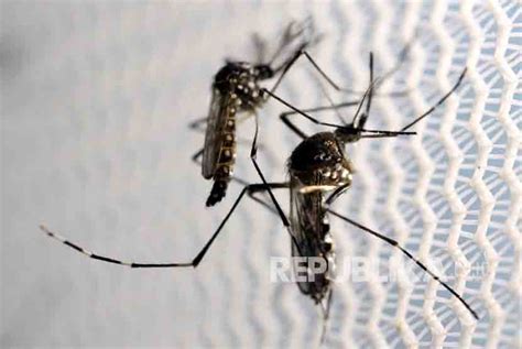 Tekan Populasi Aedes Aegypti, Batan Mandulkan Nyamuk Jantan | Republika Online