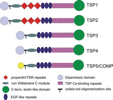 2 Organization of the five vertebrate thrombospondins. Structures for ...