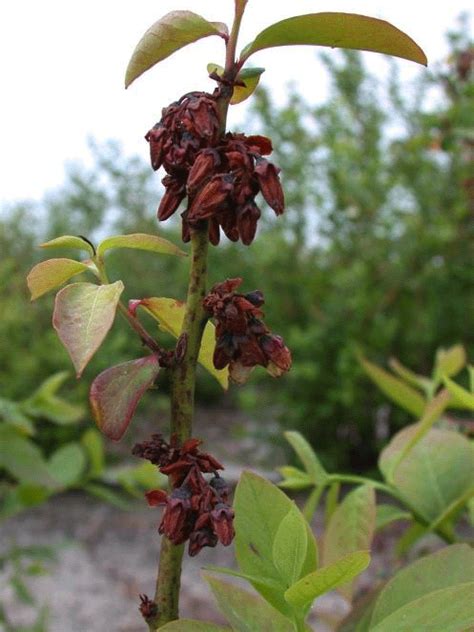 Blueberry Diseases — Plant & Pest Advisory