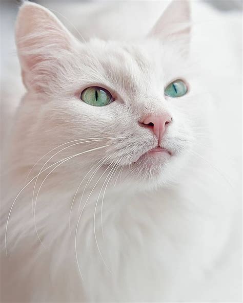 So adorable cat | Albino cat, White cats, Beautiful cats