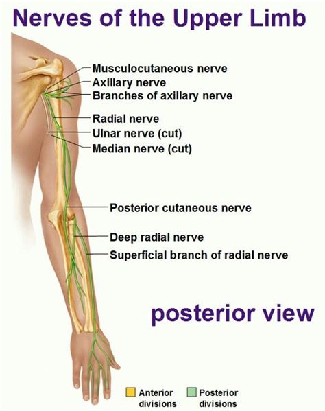 Nerves of the arm Nerve Anatomy, Human Body Anatomy, Muscle Anatomy, Spinal Nerve, Ulnar Nerve ...