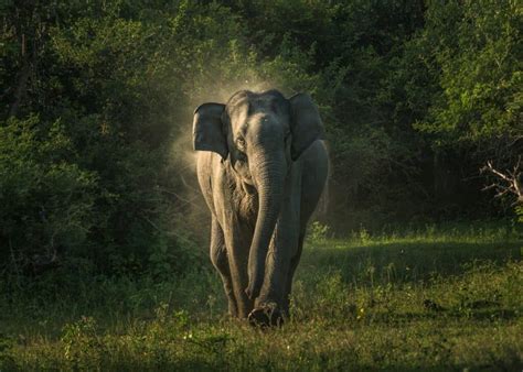 What Do Elephants Use Their Tusks For? - A-Z Animals