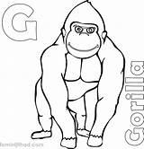 Cute Baby Gorilla Coloring Pages sketch template