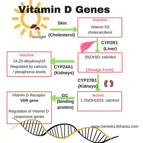 Shining Genetic Light on Your Vitamin D Levels – Genetic Lifehacks