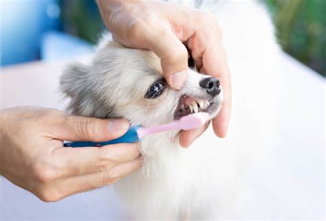 Dog Teeth Cleaning Guide - Petz