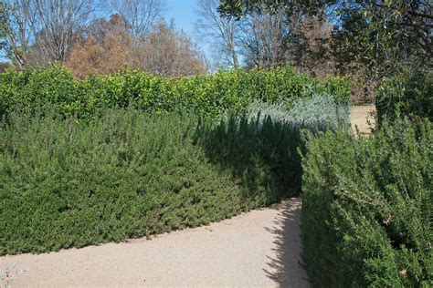 How To Grow A Rosemary Hedge (& 10 Reasons Why You Should)