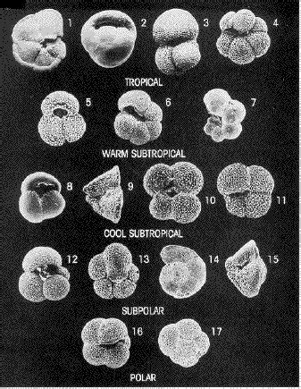 Foraminifera Plankton | Ilmu Seputar Geografi