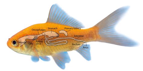 Sistem Pencernaan Ikan: Organ dan Urutan