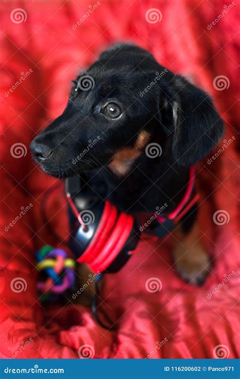 The Dog Listens To Music on Headphones Stock Photo - Image of french ...