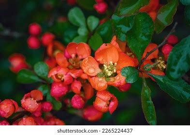 1,874 Cydonia Flower Images, Stock Photos & Vectors | Shutterstock