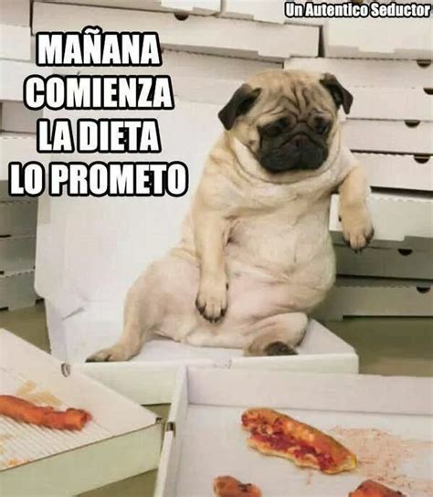 Mañana | Pug memes, Funny animal memes, Funny diet memes