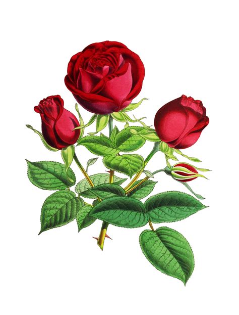 Rose Flower Blossom Painting Free Stock Photo - Public Domain Pictures