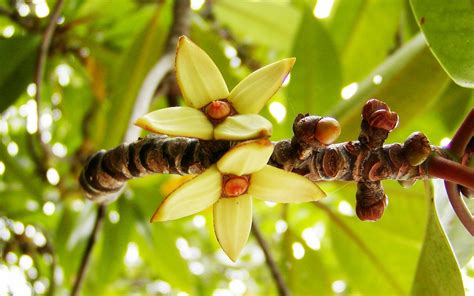 Madu Ganga | Rhizophora apiculata