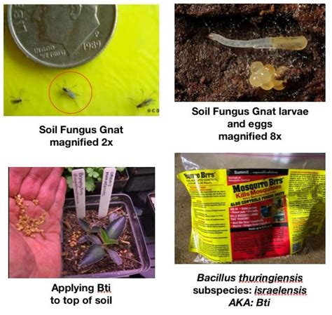 Soil Fungus Gnats! A Few Safe Remedies.