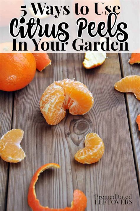 Try using orange and lemon peels in your garden. Citrus peels help your ...