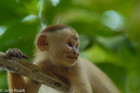 This photo was taking in the Peruvian Jungle. | Smithsonian Photo ...