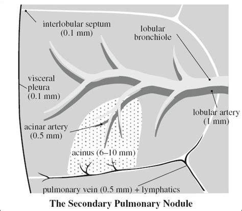 and Function of Lung | Radiology Key