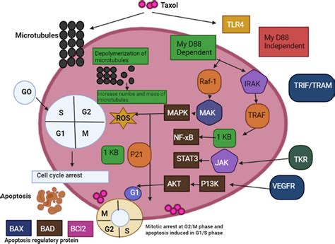 Mechanism of action of Taxol as anticancer | Download Scientific Diagram